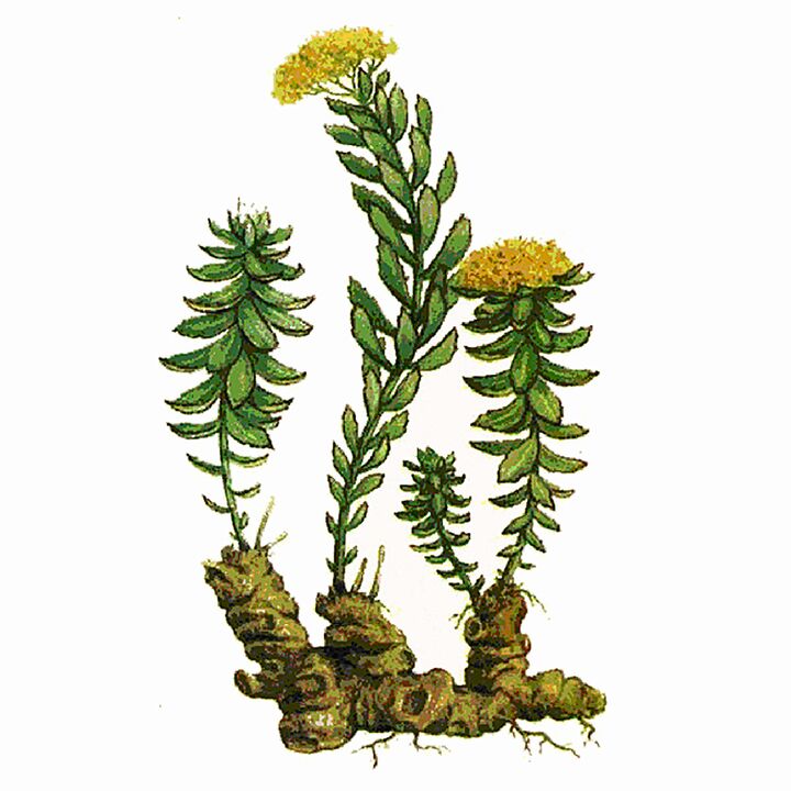 Extracto de Rosela Rhodiola como parte do xigante